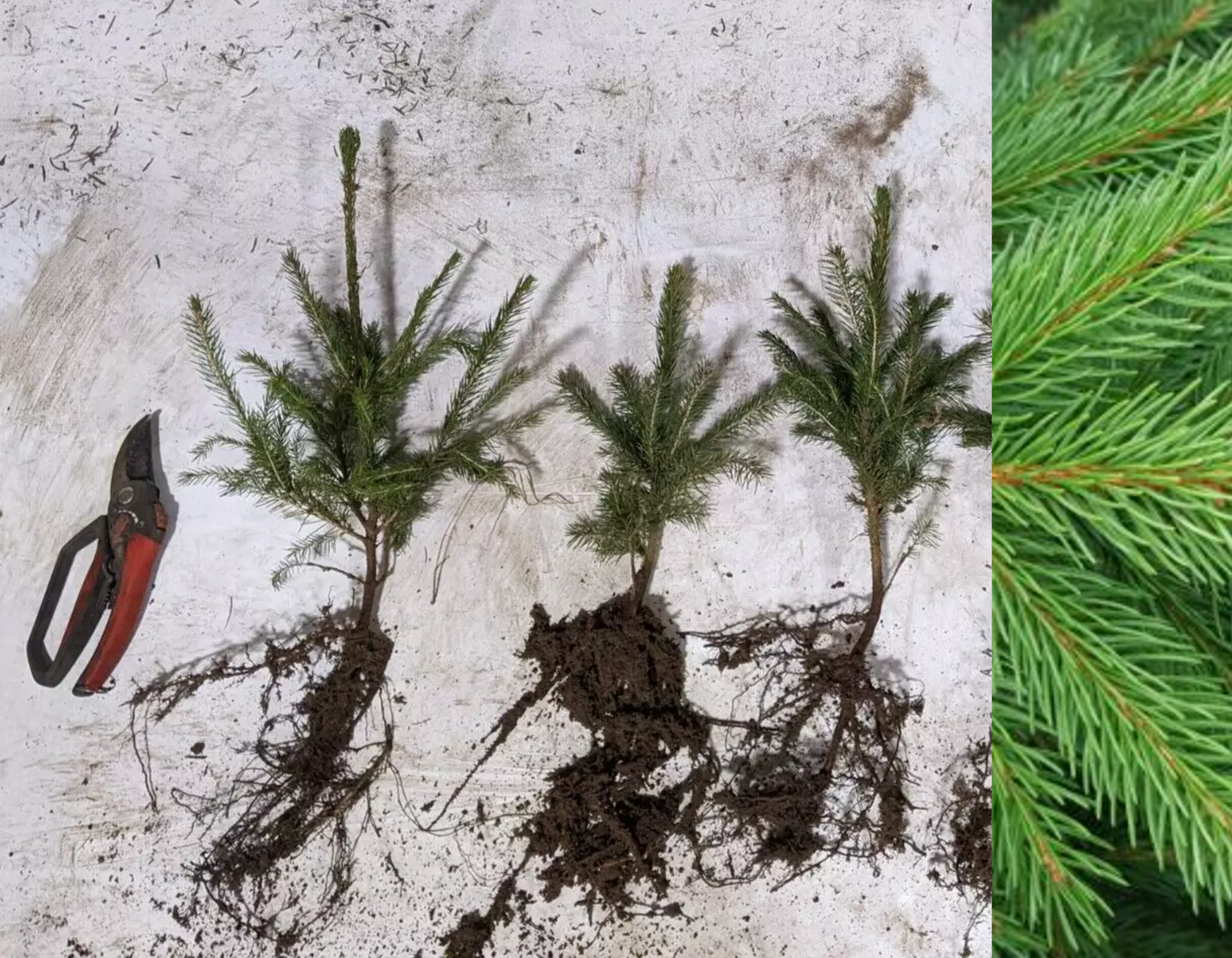 Norway Spruce (15-30cm)